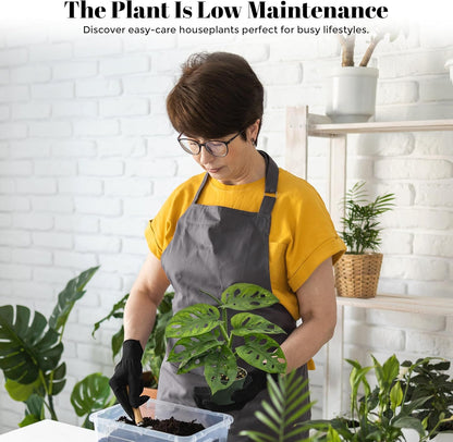 Bumble Plants Monstera Adansonii Real Indoor Plants Live Houseplants [Winter Thermal Packaging Included] | Air Purifier Indoor Plants | Real Plants Decor for Living Room, Office, Desk & Bathroom