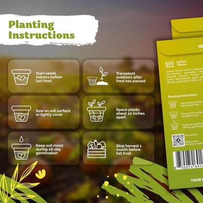 KVITER 500 Lemon Thyme Seeds for Planting (Thymus Pulegioides) – Wild Creeping Thyme Seeds Ground Cover, Aromatic & Drought-Tolerant Herbaceous Flower – Ideal for Walls, Fences & Herb Garden