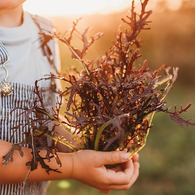 Red Mizuna - 500 Seeds - Heirloom & Open-Pollinated Variety, Non-GMO Vegetable Seeds for Planting, Grow Your Own Mustard Greens Indoors/Outdoors in Containers or The Garden, Thresh Seed Company