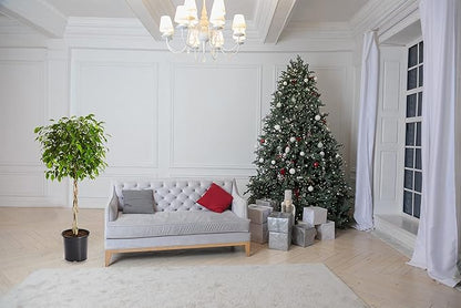 Brighter Blooms - Braided Benjamina Ficus Tree, 3-4 ft. - Live Plant - No Shipping to AZ, OR