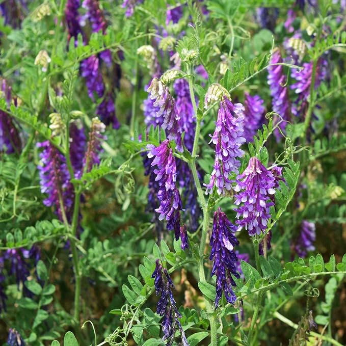 Outsidepride Hairy Vetch Cover Crop Seeds - 10 Lbs Cold Tolerant, Winter Hardy - Ideal for Soil Improvement, Green Pasture, Hay & Livestock Forage - Pollinator Friendly Garden Seeds, Ground Cover