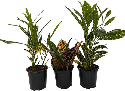 Croton Plant Assortment - 3 Pack in 4" Pots