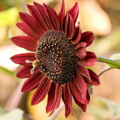 Park Seed ProCut Red Sunflower Seeds – Deep Red 4-Inch Blooms with Brown Centers, Easy to Grow Spring Variety, Ideal for Cutting & Wildlife Gardens, Pack of 50