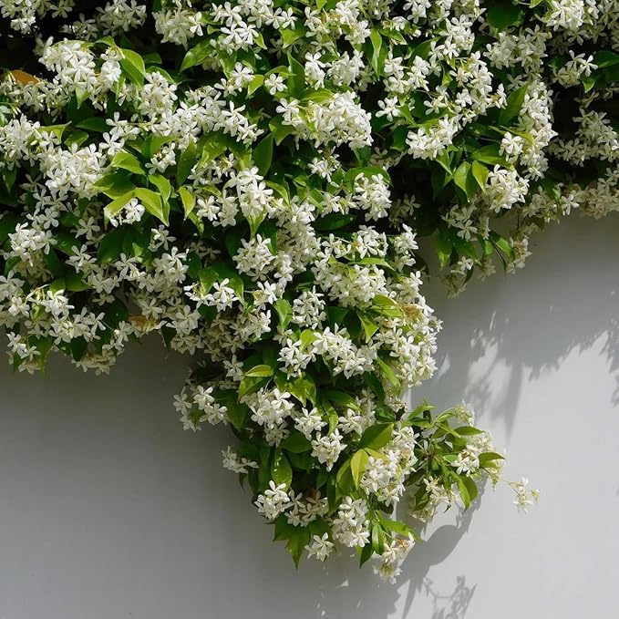 Star Jasmine/Confederate Jasmine - Trachelospermum Jasminoides. Live. Fragrant Flowers. (2 Plants in Cup)