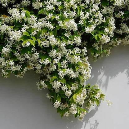 Star Jasmine/Confederate Jasmine - Trachelospermum Jasminoides. Live. Fragrant Flowers. (2 Plants in Cup)