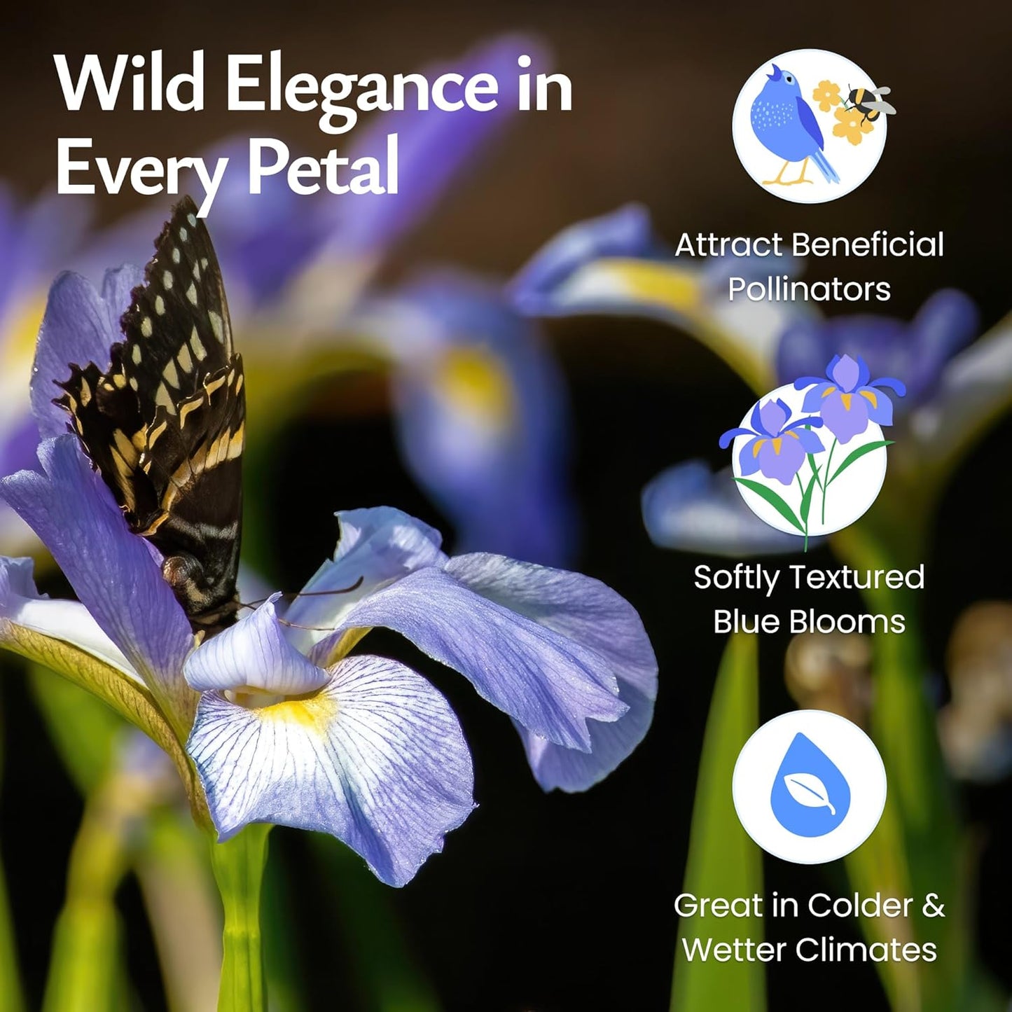 Created By Nature Wild Iris Seeds, 400 Purple Perennial Flower Seeds