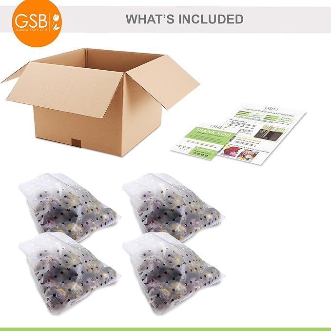 Garden State Bulb Blue Jacket Hyacinth Flower Bulbs, 15/16cm, Fall Planting (Bag of 100)