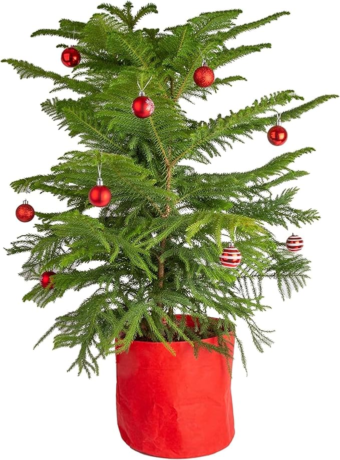 Costa Farms Live Christmas Tree, Large Norfolk Island Pine in Red Indoor Holiday Planter, DIY Christmas Decorations, Ornaments, Christmas Gift and Holiday Room Decor, 3 Feet Tall