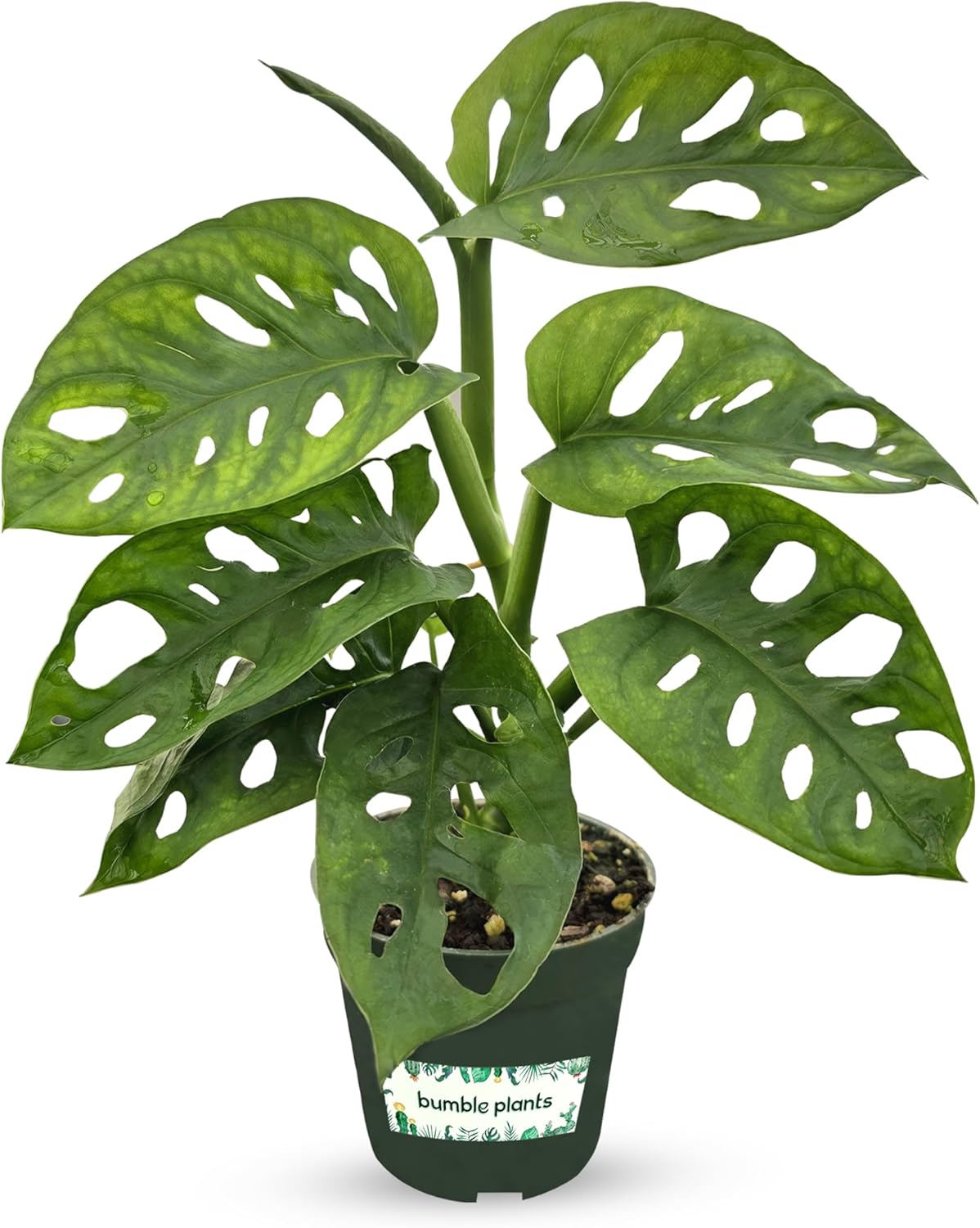 Bumble Plants Monstera Adansonii Real Indoor Plants Live Houseplants [Winter Thermal Packaging Included] | Air Purifier Indoor Plants | Real Plants Decor for Living Room, Office, Desk & Bathroom