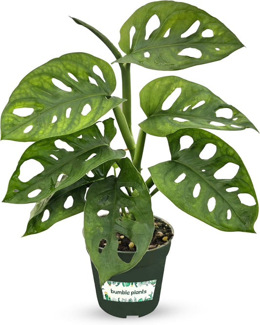 Bumble Plants Monstera Adansonii Real Indoor Plants Live Houseplants [Winter Thermal Packaging Included] | Air Purifier Indoor Plants | Real Plants Decor for Living Room, Office, Desk & Bathroom