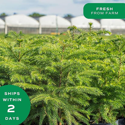 Costa Farms Live Christmas Tree, Small Norfolk Pine in Christmas Decor Plant Pot, Christmas Ornament, Holiday Gift Decoration for Room Decor, 10-12 Inches Tall