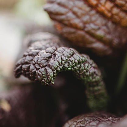 Red Giant Mustard - 500 Seeds - Japanese Heirloom, Great for Containers, Non-GMO Purple Mustard Seeds for Planting, Grow Your Own Salad Greens Indoors or Outdoors, Thresh Seed Company