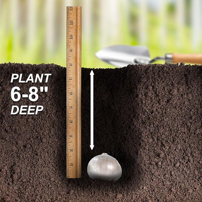 Garden State Bulb Globemaster Giant Allium Flower Bulbs, 20/22cm, Fall Planting (Bag of 20)