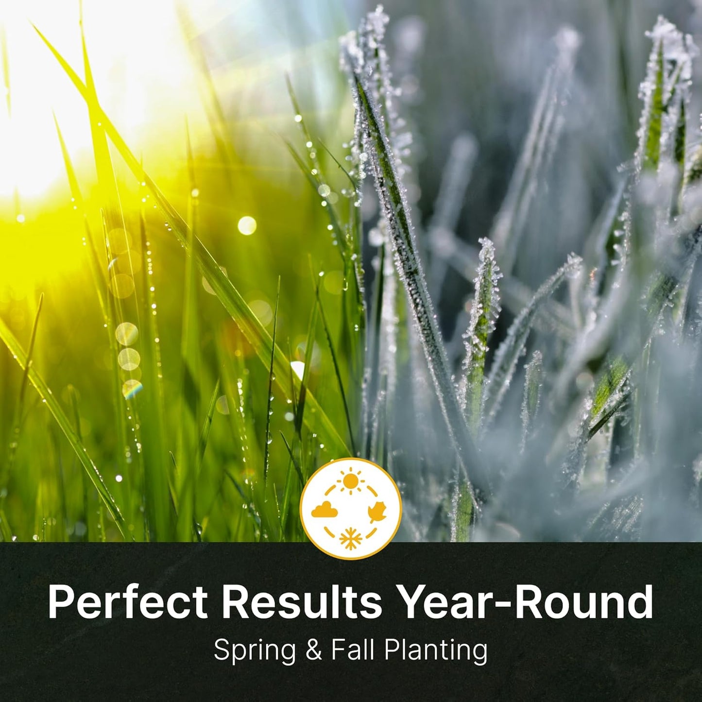 Kentucky 31 K31 Tall Fescue Grass Seed, 5 lbs - Drought Tolerant, Hardy & Abuse Tolerant, Excellent Forage, Pure Seed, Genuine KY31 Seeds, Weed Free, Hunting, Attractive to Deer and Elk