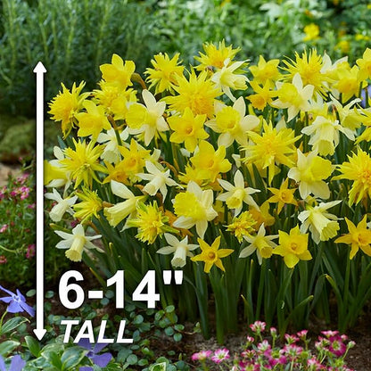 Garden State Bulb Narcissus Rock Garden Mix Daffodil Flower Bulbs, 12/14cm, Fall Planting (Bag of 50)