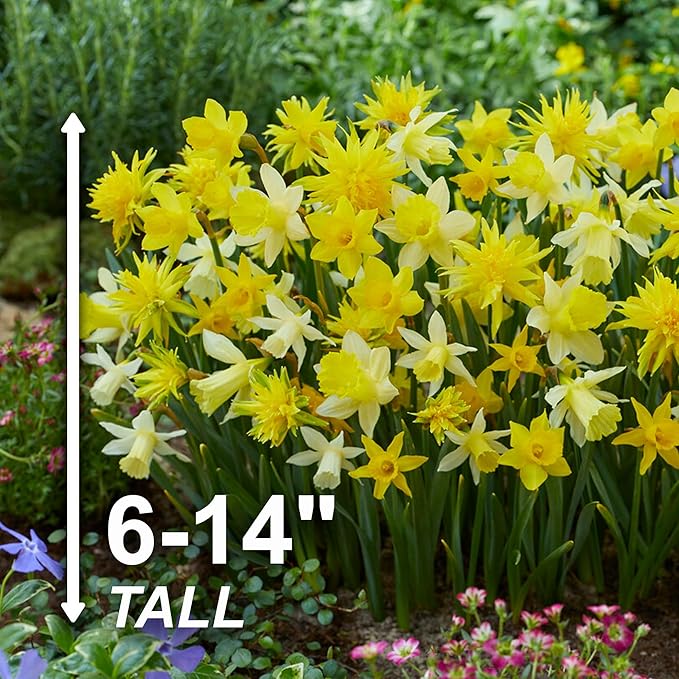 Garden State Bulb Narcissus Rock Garden Mix Daffodil Flower Bulbs, 12/14cm, Fall Planting (Bag of 250)