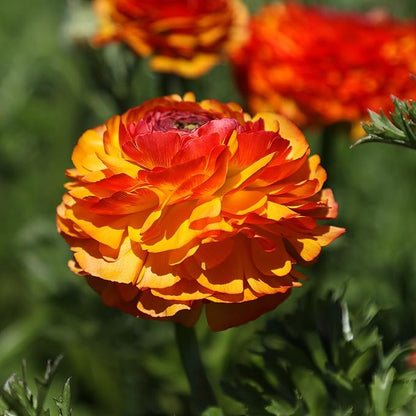 Easy to Grow Ranunculus Tecolote Flamenco 10 Plant Bulbs - Unique Red Orange & Yellow Flowers in Spring, Full Sun Outdoor Zones 8-10, Mediterranean Carlsbad Flower Fields