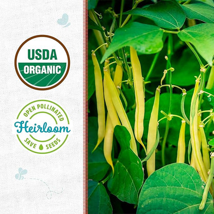 Back to The Roots 100% Organic Heirloom Seeds - Wax Bush Bean Value Pack (16.8g Total)