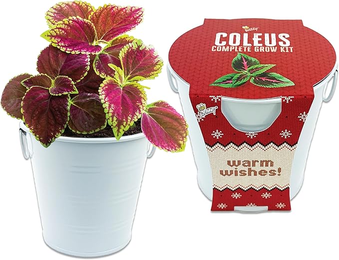 BUZZY Seeds Coleus Indoor Plant Grow Kit, White Metal Garden Pail with Planting Seeds and Growing Medium, Starter Set for Houseplants, Indoor Gardening Gift, Housewarming Present
