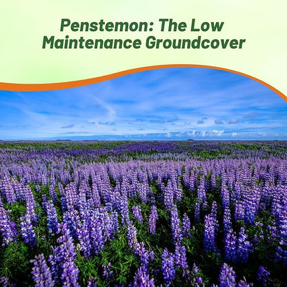 Outsidepride Penstemon Seeds - 5000 Pcs Perennial, Drought-Tolerant & Pollinator Friendly, Strictus Rocky Mountain Wildflower Seeds for Planting with Vibrant Blue-Violet Blooms, Ideal for Xeriscaping