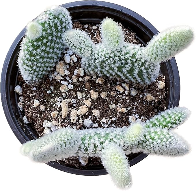 Sprout N Green Opuntia microdasys albata 'Bunny Ears', Live Cactus Plant Rooted in 4in Nursery Pot, Indoor Outdoor Office Home Holiday Décor