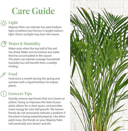 American Plant Exchange Majesty Palm – 10-Inch Pot – Live Tropical Houseplant with Arching Green Fronds, Easy Care Indoor or Patio Plant for Home, Office, Apartment & Landscape Décor