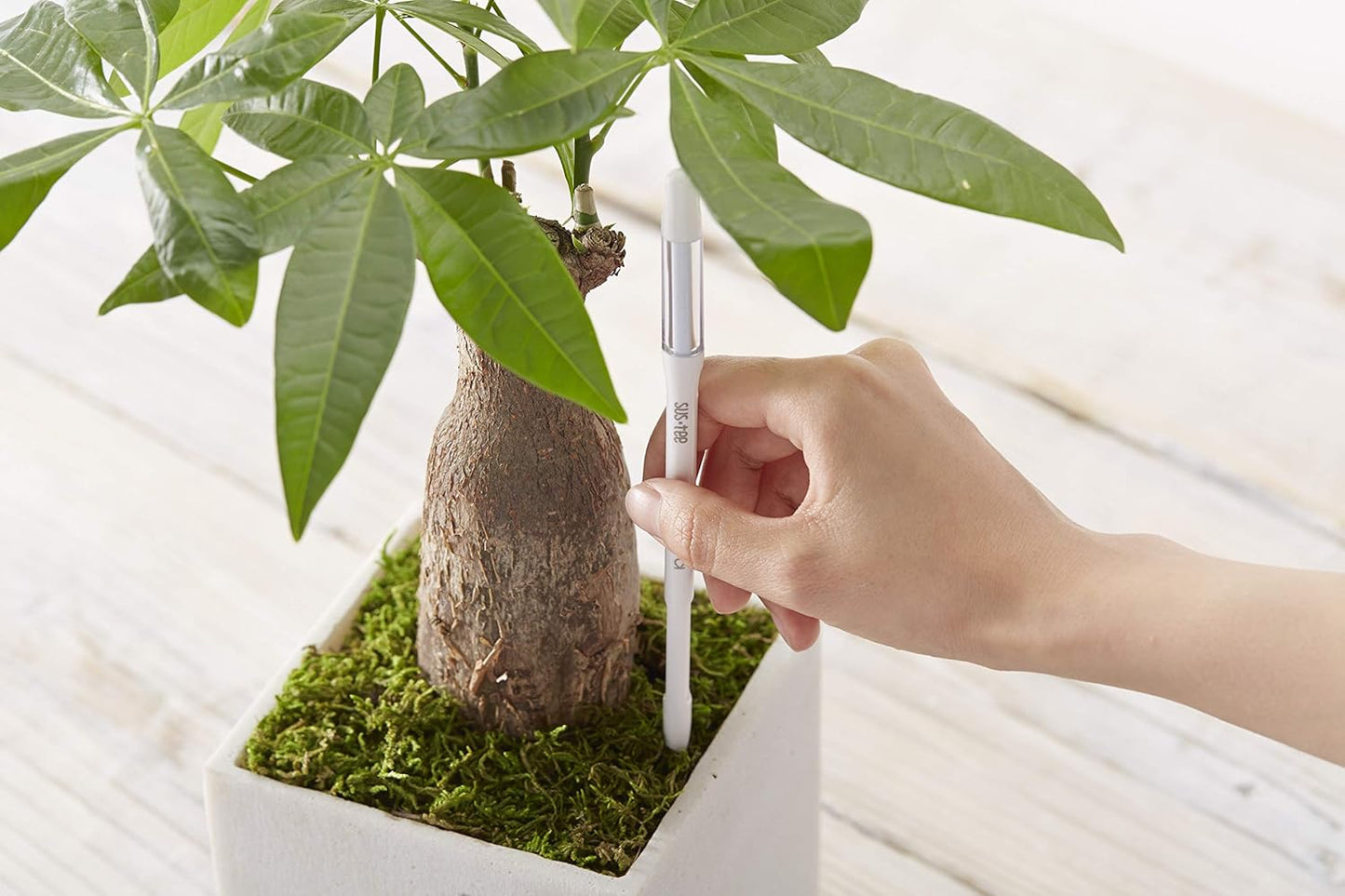 Sustee Aquameter, Green, Small - Leave-in Soil Moisture Meter for Potted Plants - Plant Water Sensor (Refillable Style)