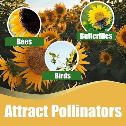 Park Seed Variety of Sunflower Plant Seeds, Easy to Grow, Perfect for Spring Garden, Prairie, Pack of 50