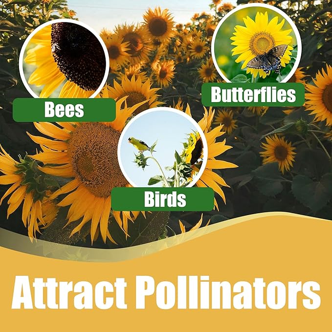 Park Seed Soluna Lemon Yellow Sunflower Seeds – Light Yellow Blooms with Brown Centers, Compact 3-Foot Upright Plants for Beds and Bouquets, Easy to Grow Annuals, Pack of 50