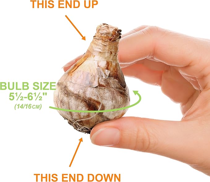 Garden State Bulb Double Mixed Daffodil Flower Bulbs, 14/16cm, Fall Planting (Bag of 250)