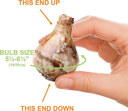 Garden State Bulb Double Mixed Daffodil Flower Bulbs, 14/16cm, Fall Planting (Bag of 250)