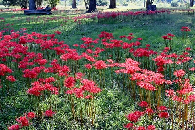 Heirloom Red Spider Lily (Lycoris Radiata) Bulbs, Fall Blooming Perennial, Perfect for Southern Climates, Pack of 10 Bulbs by The Southern Bulb Company