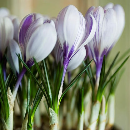 Easy to Grow Crocus Vernus King of The Stripes 20 Plant Bulbs - Violet & White Flowers in Late Winter to Spring, Full Sun Outdoor Zones 3-8