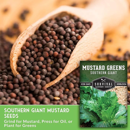 Southern Giant Mustard Green Seeds for Planting – Heirloom Non-GMO Spicy Greens, Heat Tolerant and Slow to Bolt for Home Vegetable Gardens - Survival Garden Seeds (3 Packs)
