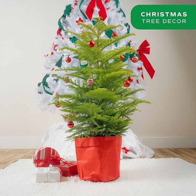 Costa Farms Live Christmas Tree, Large Norfolk Island Pine in Red Indoor Holiday Planter, DIY Christmas Decorations, Ornaments, Christmas Gift and Holiday Room Decor, 3 Feet Tall