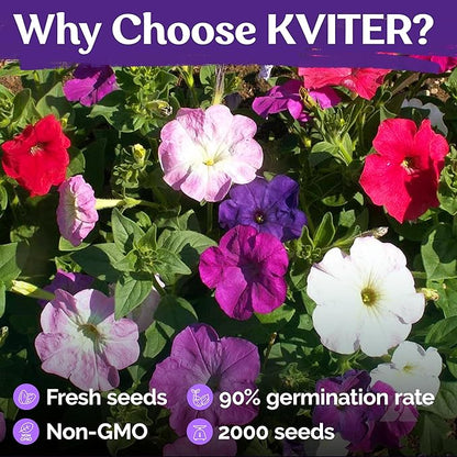 KVITER 2,000 Mix Dwarf Petunia Seeds for Planting Flowers (Nana Compacta) — Mini Petunia Flower Seeds, Annual, Organic & Non GMO — Beds, Hanging Baskets, Containers, Outdoor & Indoor Garden