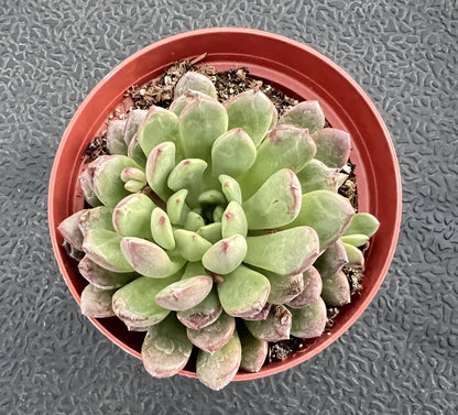 Sprout N Green Sedeveria Pink Ruby, Live Succulent Plant Fully Rooted in 4" Pot, Real House for Indoor Outdoor Home Office Wedding Decoration Party Favor