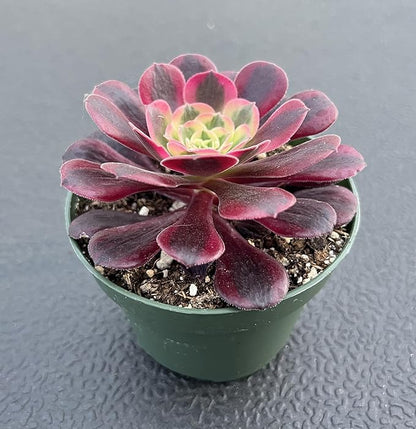 Sprout N Green Aeonium 'Meidusha', Live Rare Succulent Potted 4" Planter, Real House Plant for Party Favors Home Indoor Outdoor Garden Wedding Decoration DIY Projects