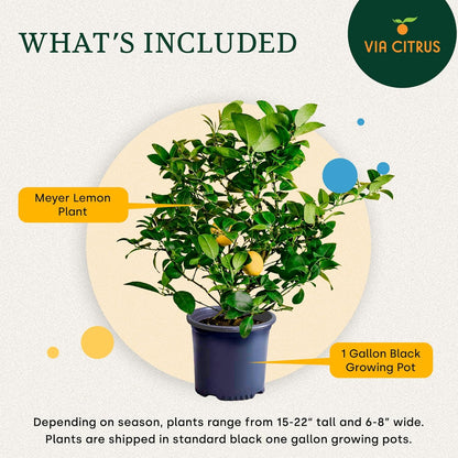 Meyer Lemon Trees Live Plants Outdoor 18-22" Tall - Dwarf Fruit Trees Potted Cannot Ship: CA/AZ/TX/LA – Mini Lemons Plant, Citrus Tree, Indoor Fruit Tree Live Plants, Housewarming Gift by Via Citrus
