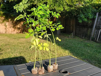 3 Moringa Plants with Free Moringa Seeds - Live Moringa Tree - Moringa Oleifera Plant - Moringa Tree - Drumstick Tree - Miracle Tree - Established Roots - Non-GMO - Organic - Moringa Plants - Herbs