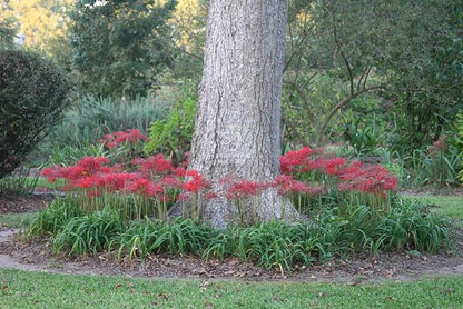 Heirloom Red Spider Lily (Lycoris Radiata) Bulbs, Fall Blooming Perennial, Perfect for Southern Climates, Pack of 10 Bulbs by The Southern Bulb Company