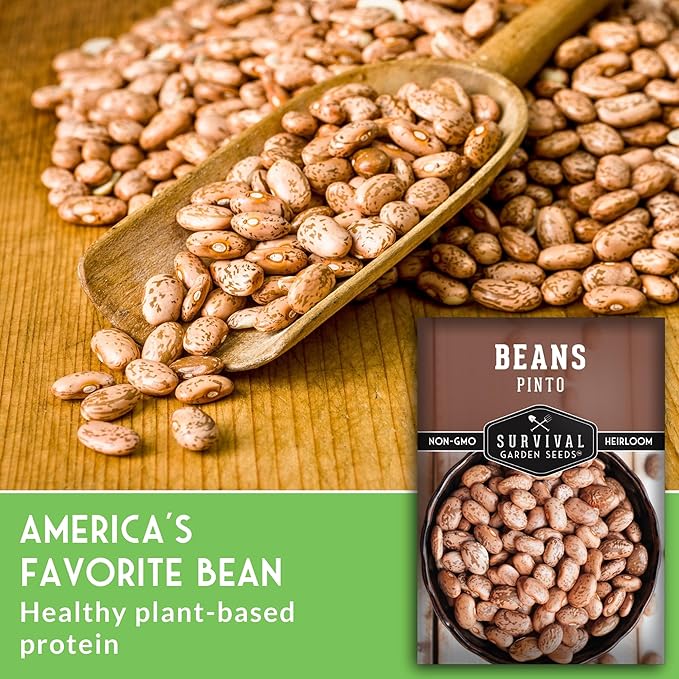 Pinto Bean Seeds for Planting - 1 Packet with Instructions for Growing Mottled/Peruano Beans in The Home Vegetable Garden - Non-GMO Open-Pollinated Heirloom & Untreated - Survival Garden Seeds