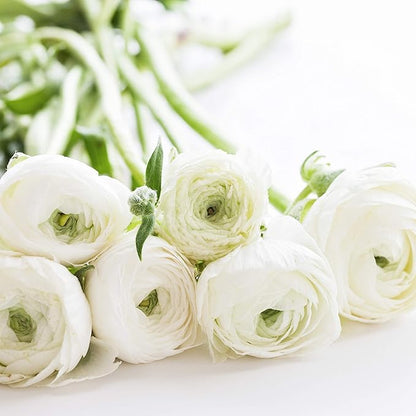 Easy to Grow Ranunculus Tecolote White - 10 Plant Bulbs, White Flowers in Spring, Full Sun Mediterranean Carlsbad Flower Fields