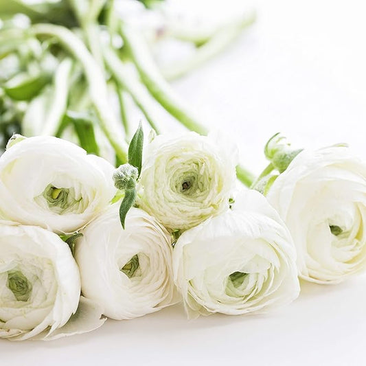 Easy to Grow Ranunculus Tecolote White - 10 Plant Bulbs, White Flowers in Spring, Full Sun Mediterranean Carlsbad Flower Fields