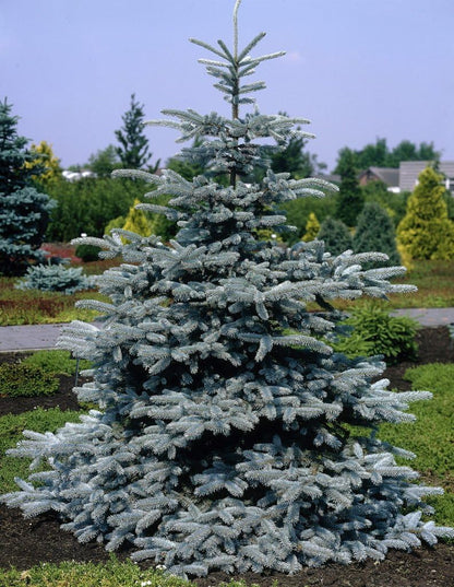 Hoopsii Colorado Blue Spruce - 2 Year Live Plant, Vibrant Blue Foliage, 3" Pot