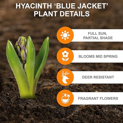 Garden State Bulb Blue Jacket Hyacinth Flower Bulbs, 15/16cm, Fall Planting (Bag of 100)