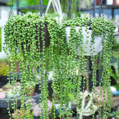 4" String of Pearls, Live Trailing Succulent Fully Rooted in Pots with Soil Mix, Rare House Plant for Home Office Wedding Hanging Decoration, DIY Projects, Party Favor