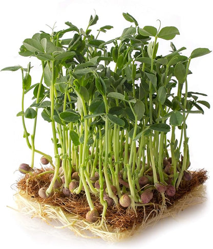 Arivka Pea Garden Seeds - 25 g Packet ~130 Seeds - Non-GMO Green Pea Seeds - Microgreens & Cover Crop - AKA: Arivka Field Pea