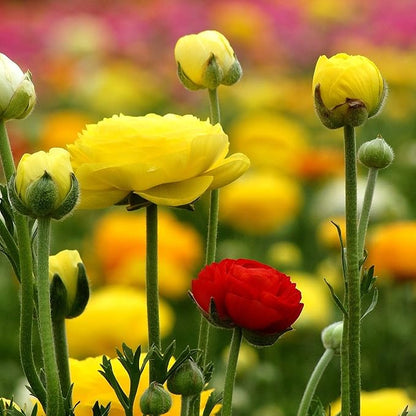 Easy to Grow Ranunculus Tecolote Yellow 10 Plant Bulbs - Sunny Yellow Flowers in Spring Full Sun Outdoor Zones 8-10, Mediterranean Carlsbad Flower Fields
