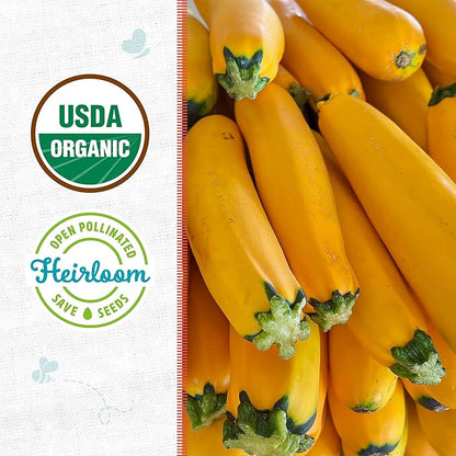 Back to The Roots 100% Organic Heirloom Seeds - Yellow Zucchini Squash Value Pack (4g Total)